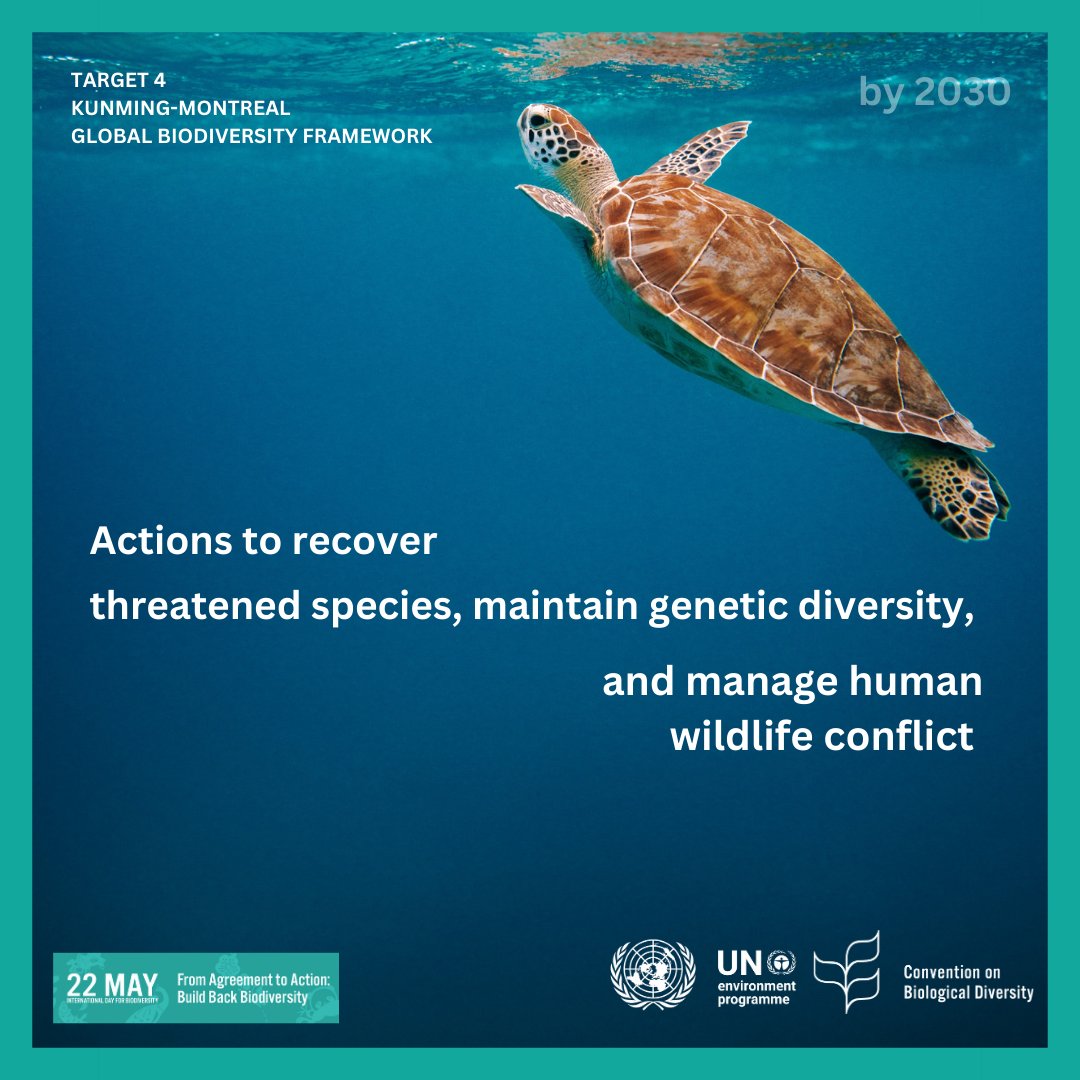Today we celebrate #BiodiversityDay 🌊🐠🌱🦐🐟🦪

We all have the responsibility to #BuildBackBiodiversity for generations to come🌏

This is possible if we achieve the #KMGBF targets by 2030➡️cbd.int/gbf/ 

#AgreementToAction #HarmonyWithNature #30by30 #ForNature