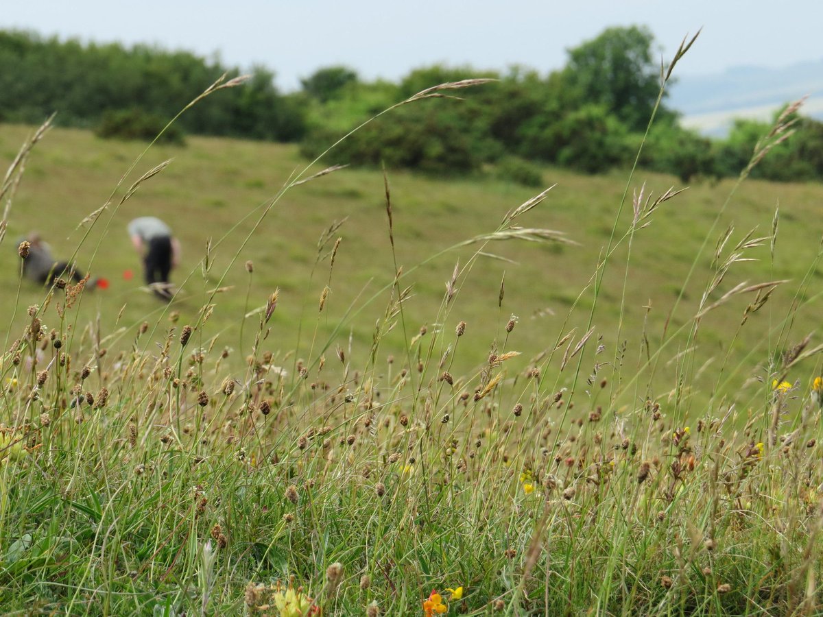 sdnpa's tweet photo. Where some might see weeds, we see a 'rainforest in miniature.'   

Some 35 of the UK's 56 butterfly species can be found on chalk grassland, this is largely thanks to the specialist types of wildflower that flourish on chalky soil.   

#InternationalBiodiversityDay #SouthDowns https://t.co/yEudZzirWC