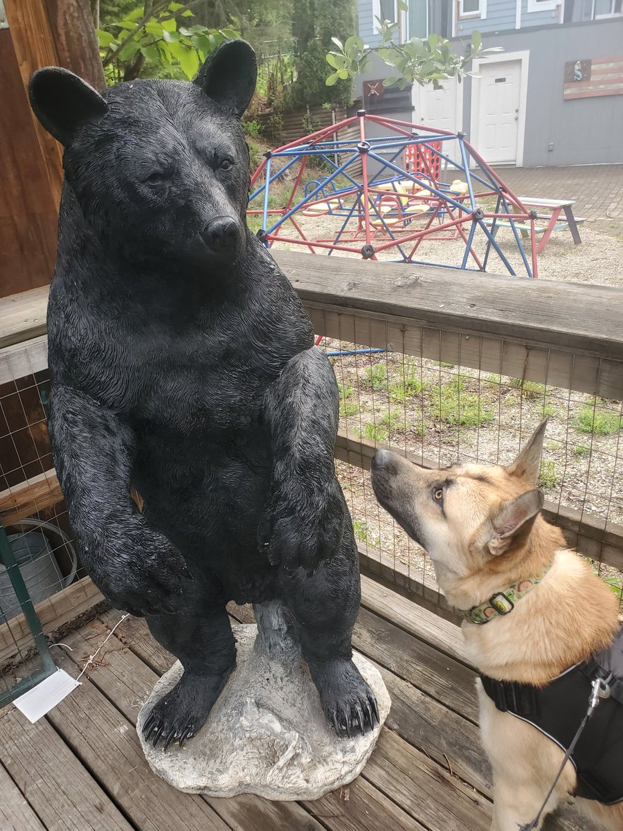 aaiden181's tweet photo. @PicturesFoIder This bear that my dog was scared of https://t.co/hLOq2c420k