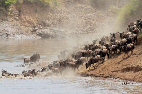 #Wildebeestmigration season is almost here with us!We have limited availability for this busy season, block that room to experience this amazing event as it unfolds right from your comfort of your tent.

For bookings| Inquiries
+254 735 821 929 
info@orngatunymarakingcamp.com