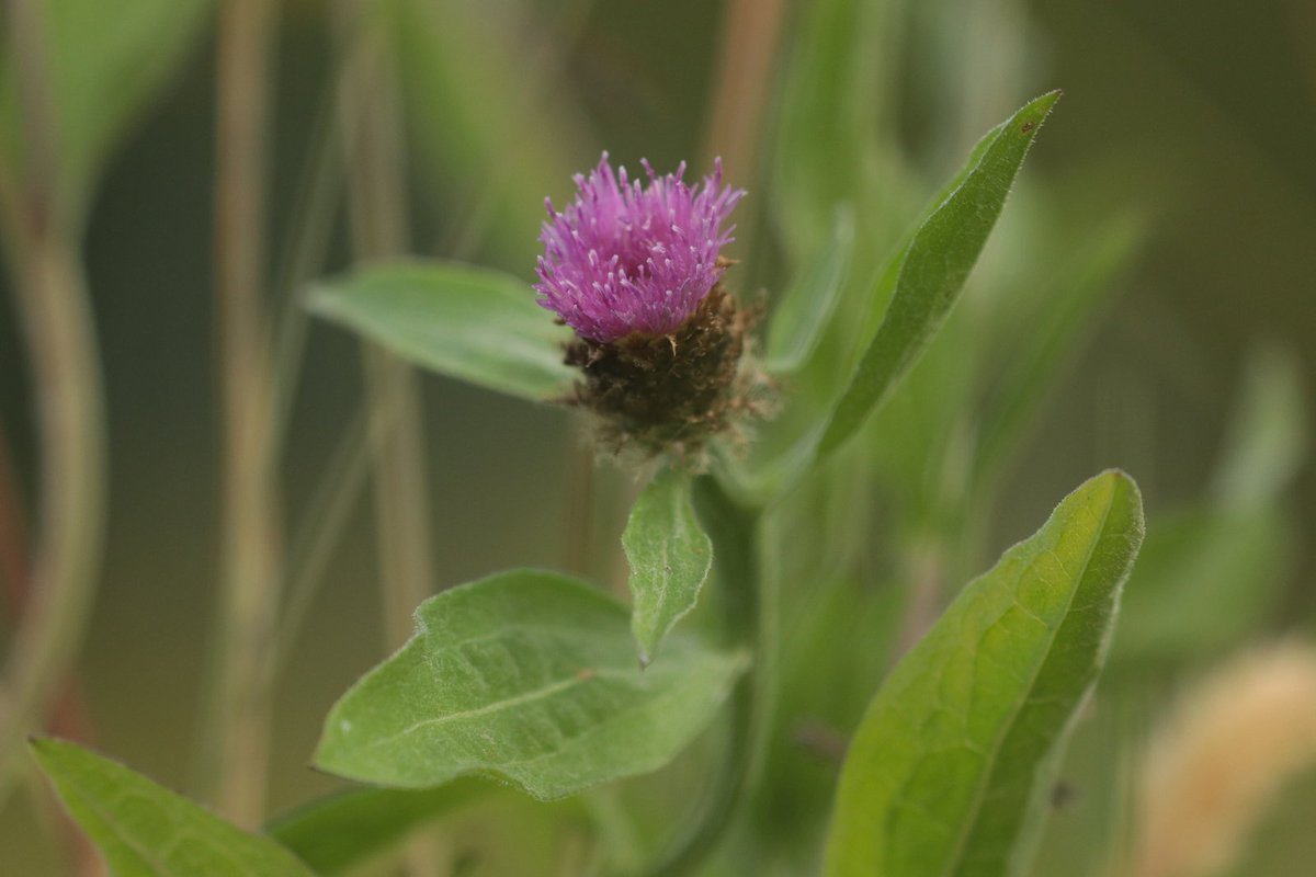 🐝 Op deze dag van de #biodiversiteit, nemen we een kijkje op de dijk. Op onze dijken bloeit #knoopkruid. Door de dijken steeds later te maaien kan knoopkruid goed bloeien. 🌸 En van dit paarse bloempje worden de vlinders en bijen ook weer blij! 👉 bit.ly/3IuIL5S