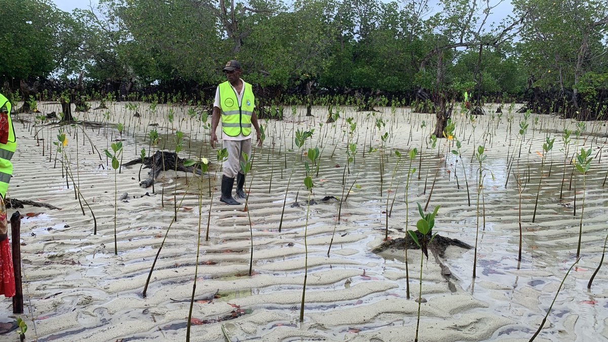 Coastal Beauty Restored: Mangrove Tree Planting for Biodiversity Revival
#biodiversityweek2023 #WorldBiodiversityDay #biodiversityfestival #Youth4Biodiversity #closethecages #Changelivesforever #WorldBiodiversityDay  #Changelivesforever #biodiversity