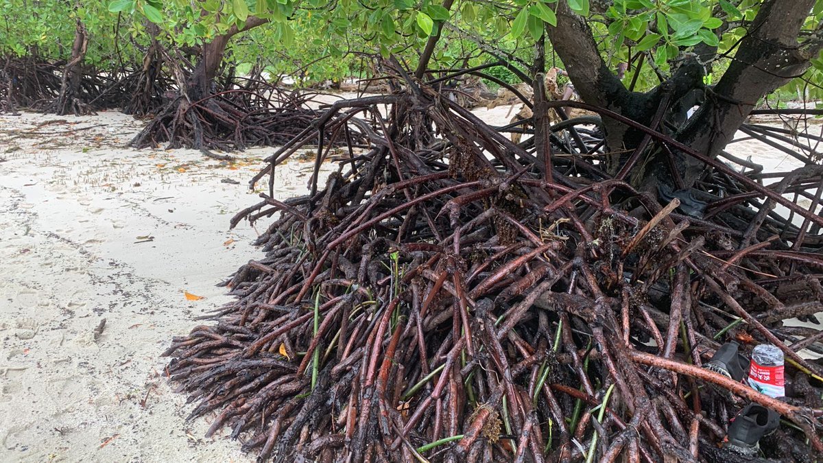 Mangrove are very very good plants which help in so many ways including giving pure oxygen #BiodiversityFestival
@GYBN_Kenya
@MoveTheWorldAF and @MoveTheWorldAF