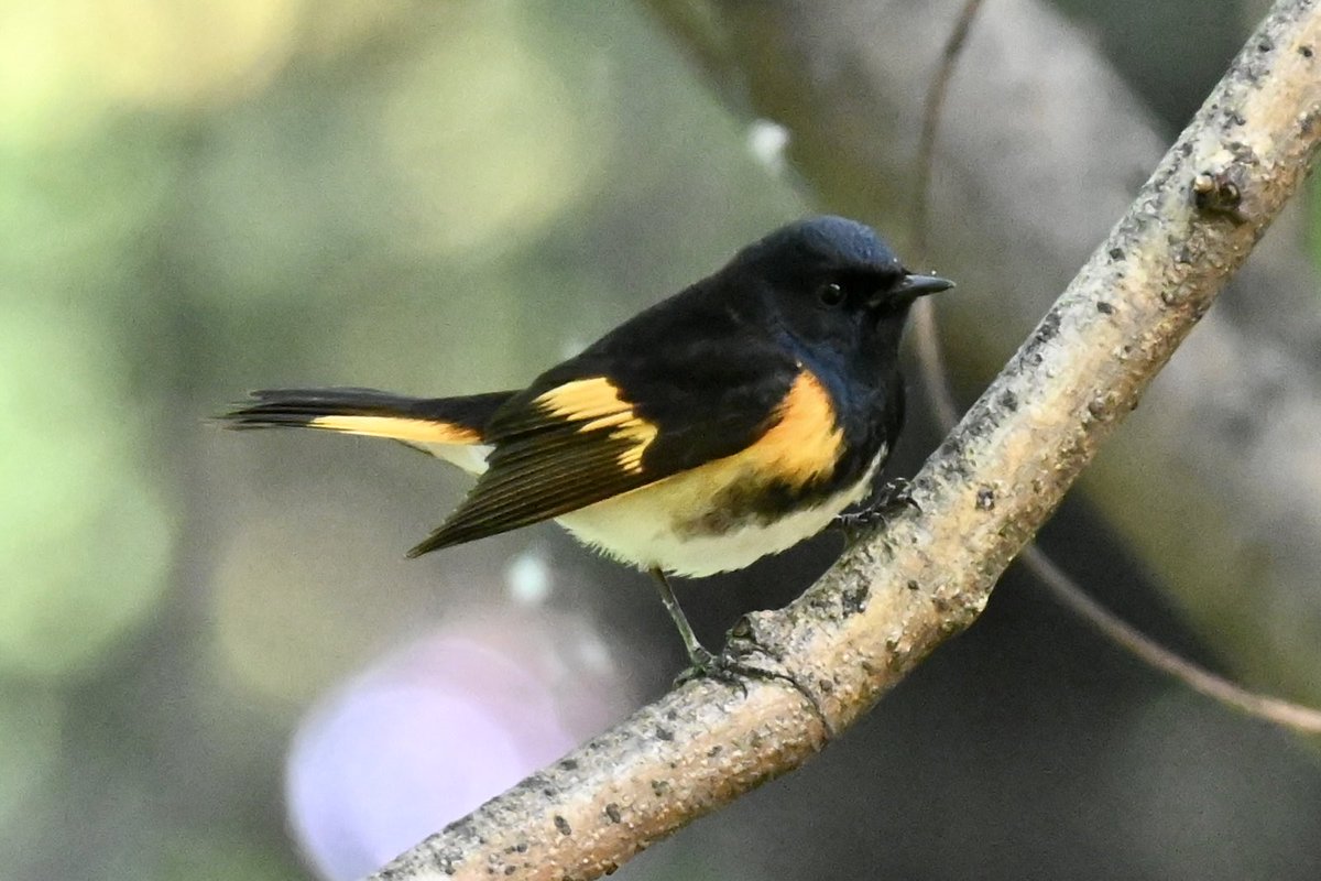 Male redstart showing off its colors at Gapstow bridge early this morning. #birds #birdwatching #birdcpp #nyc #springmigration #mymorningwalk