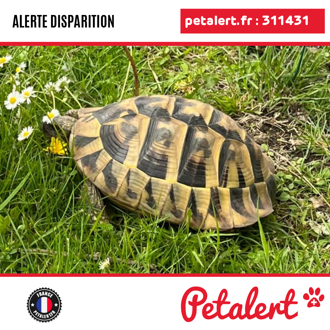 petalert_france's tweet photo. Disparu #Tortue #Gironde #Cestas #Petalert #PetAlert33 / https://t.co/TxKwyGLNDj https://t.co/jRCiqGmyYQ