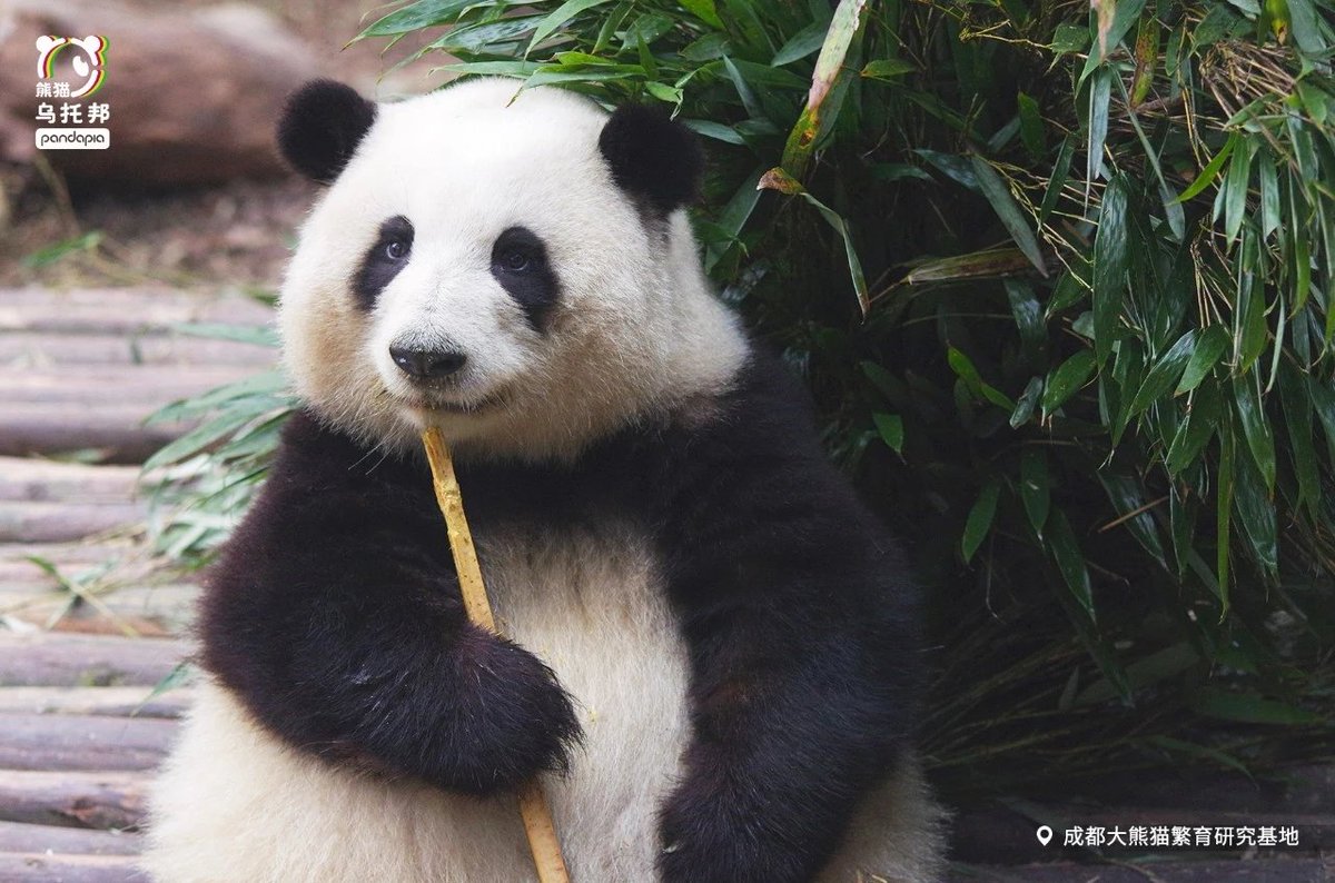 GiantPanda90388's tweet photo. Huahua is really cute🐼🎋💖🤩✨
#和花 #花花 #Hehua #Huahua #panda #成都大熊猫繁育研究基地 https://t.co/WHyKCfh2sC