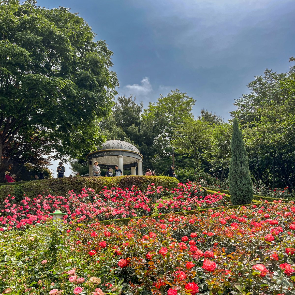 torirun's tweet image. A Scene, 202305, Bucheon #scene #bucheon #millionbunchrosery #baengmansongirosery #iphone12promax #부천 #백만송이장미원 #스마트폰사진