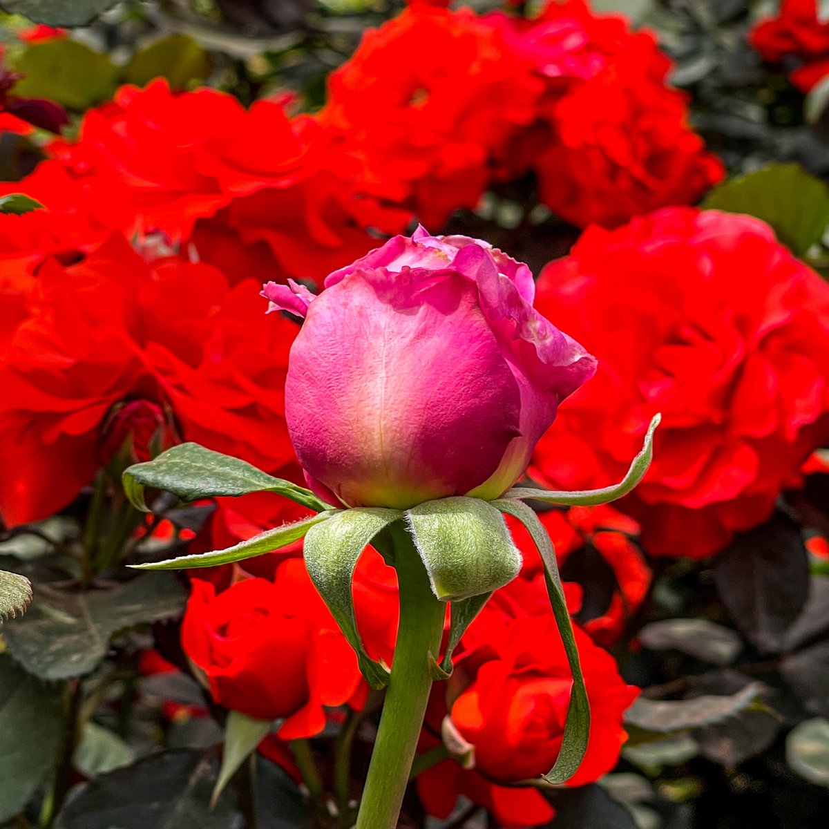 torirun's tweet image. A Scene, 202305, Bucheon #scene #bucheon #millionbunchrosery #baengmansongirosery #iphone12promax #부천 #백만송이장미원 #스마트폰사진