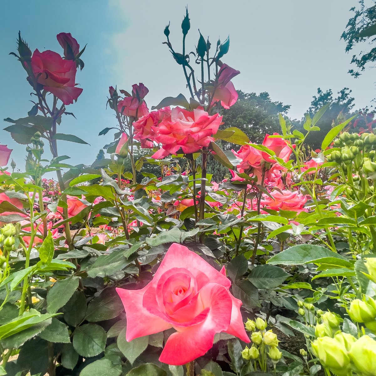 torirun's tweet image. A Scene, 202305, Bucheon #scene #bucheon #millionbunchrosery #baengmansongirosery #iphone12promax #부천 #백만송이장미원 #스마트폰사진