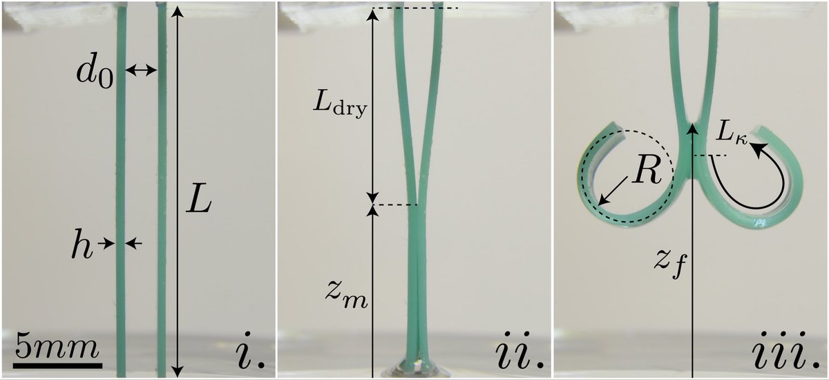 Douglas Holmes (@dpholmes) on Twitter photo The opening of the the Devil’s Finger fungus looks analogous to some work we did with <a href="/LiquidsLab/">Liquids&Elasticity LAB @Princeton</a> did a while back looking at bilayer bending from swelling vs capillary adhesion. The opening of the the Devil’s Finger fungus looks analogous to some work we did with <a href="/LiquidsLab/">Liquids&Elasticity LAB @Princeton</a> did a while back looking at bilayer bending from swelling vs capillary adhesion.