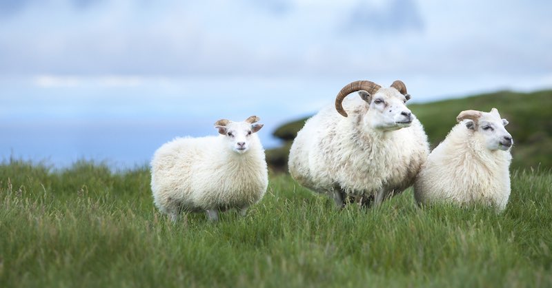 allt í lagi að benda á að rollur eru yfirleitt einstæðar mæður