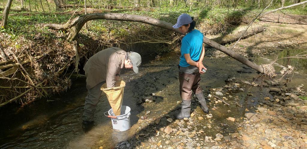 Sampling 🐛 to protect the 🌎! 

Our team is tracking downstream benefits of urban stream restoration. Pictured: Steve & Greg are looking to see if restoration activities improve macroinvertebrate communities by sampling directly above & below a restored stream reach.