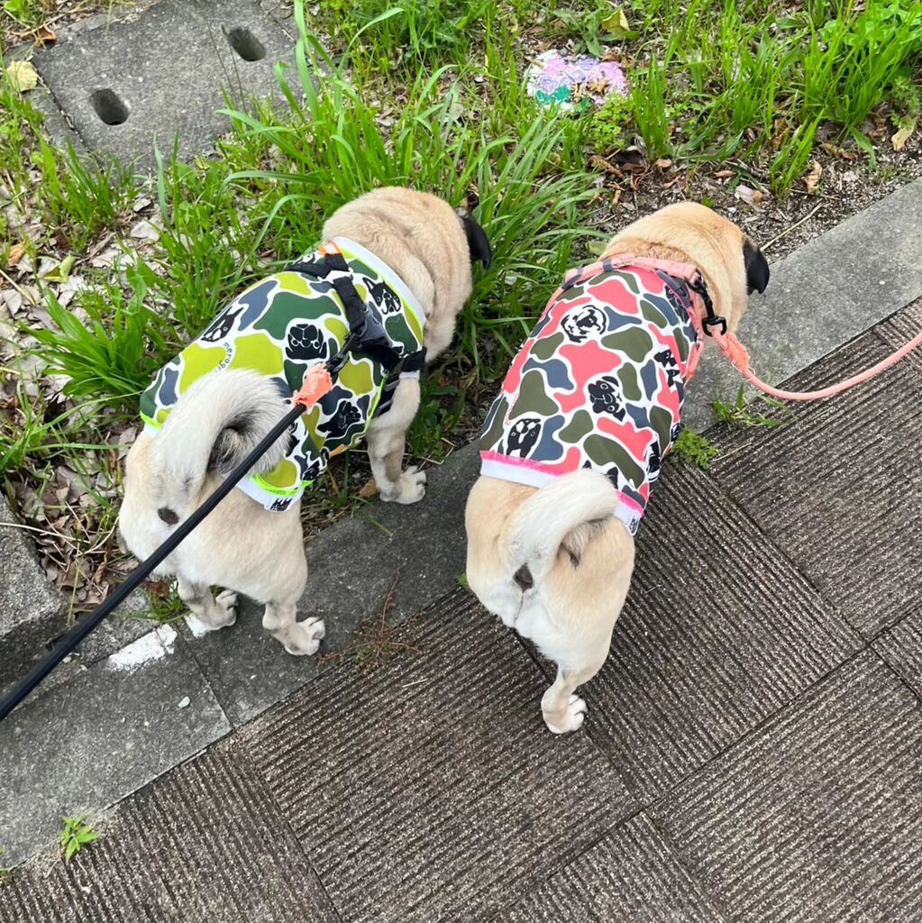 brewry_days's tweet photo. ココ良いね〜🐽
#パグ　#ぱぐ　#多頭飼い 　#pug https://t.co/hBSj1cIxD6