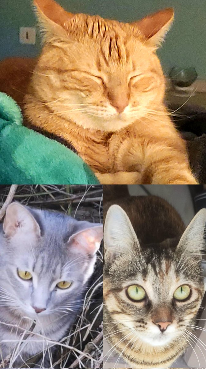 NimthyVt's tweet photo. Una foto de tus mascotas// como se llaman

Hay 2 arriba por que le llamamos de ambas maneras 😂 https://t.co/WGnT4q6rWf