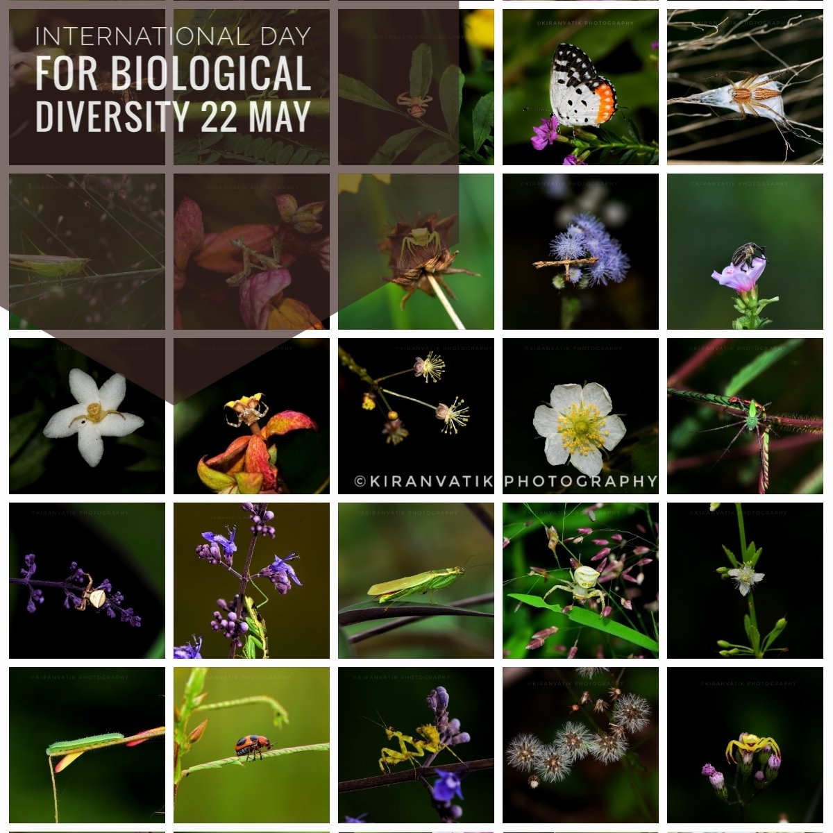 KiranVatiKMNG's tweet photo. International day for Biological Diversity #BBCWildlifePOTD @WildlifeMag @BBCSpringwatch #iNaturalist
#natgeoyourshot  #nikon #nikonphotography #NikonD5600 #insect #NatGeoYourLens #insectweek #insectweek22 #littlethingsthatruntheworld @insectweek #NikonAsia #NifHive #NiFFeature https://t.co/IS7083kh2x