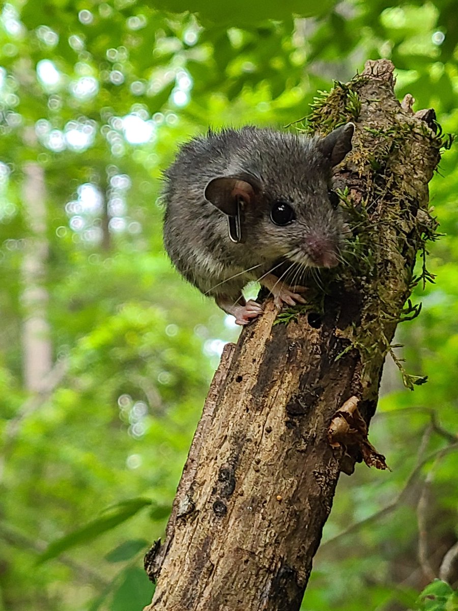 A white-footed mouse in a suburban forest in Kennesaw, GA. The population appears small, but healthy. #urbanecology @KSUresearch @bricasement