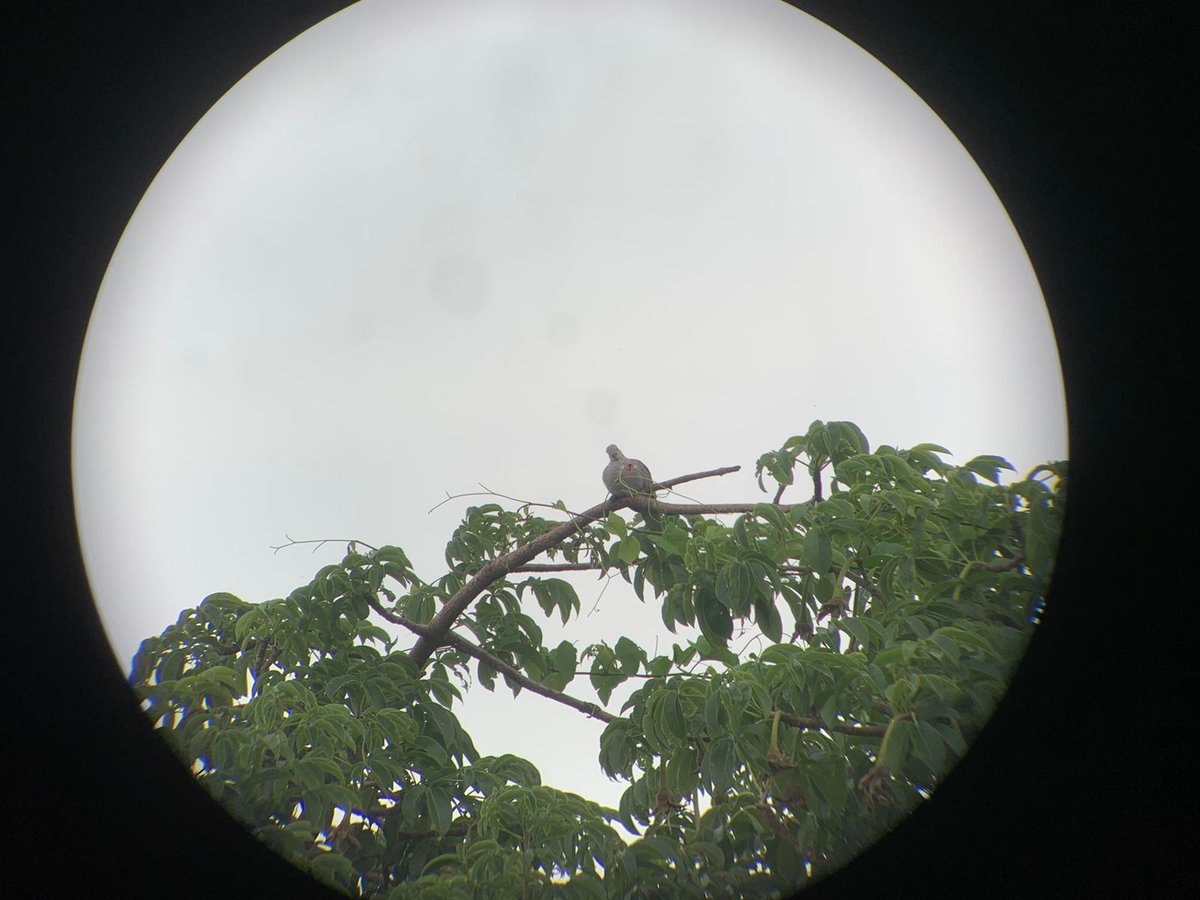 Guess the bird?

#BiodiversityFestival
@GYBN_Kenya
@MoveTheWorldAF #biodiversity #BiodiversityDay