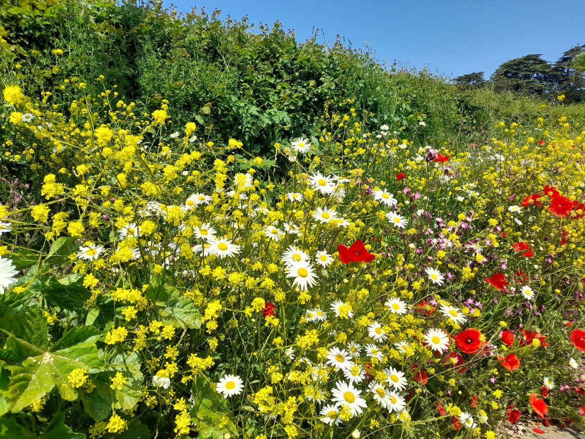 nexuscomltd's tweet photo. Absolutely beautiful display of wild flowers in the verge along Wellington Road just up from our office https://t.co/I3tsxmYPBC