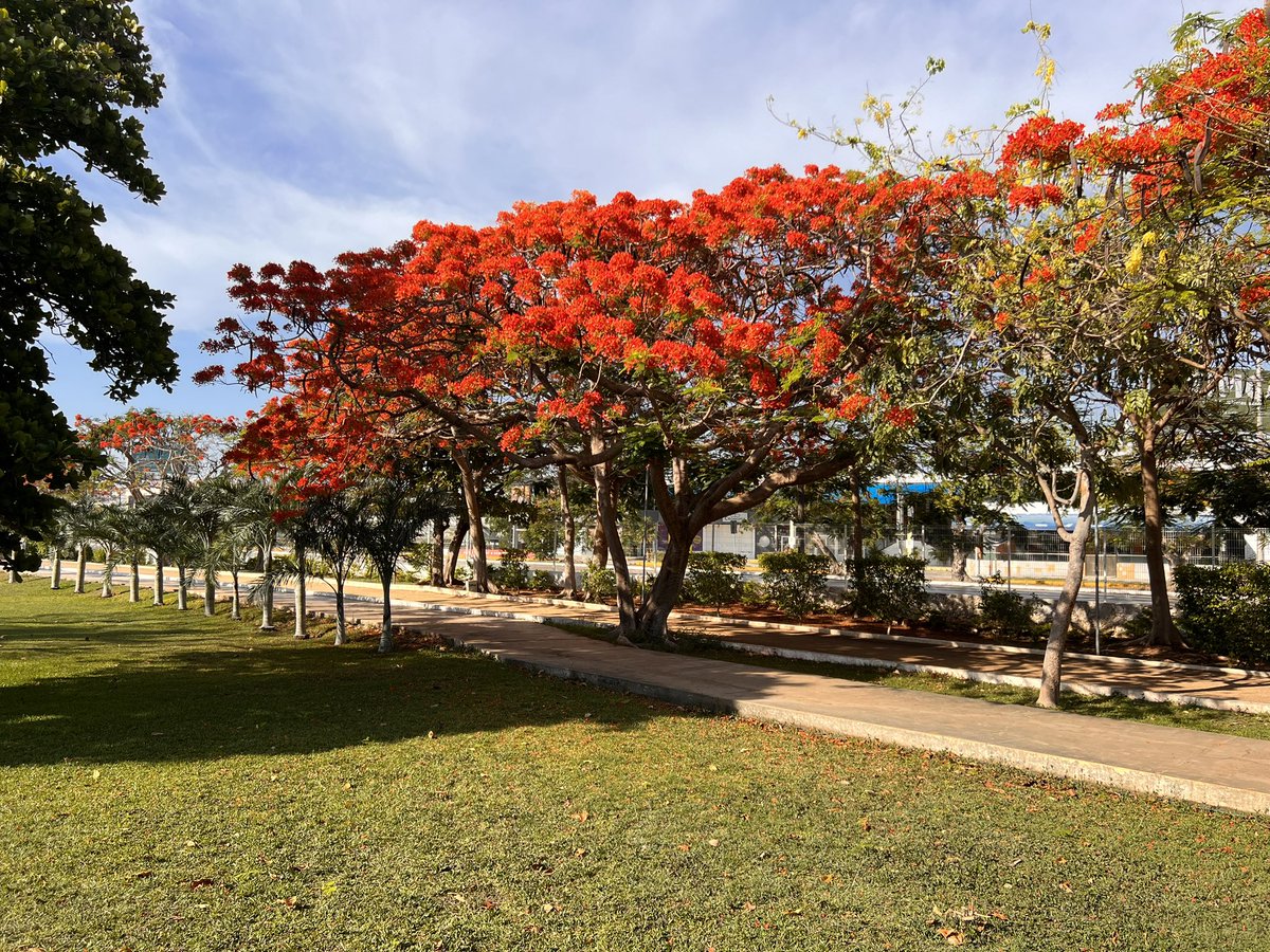 Pirotecnia en su más hermosa expresión