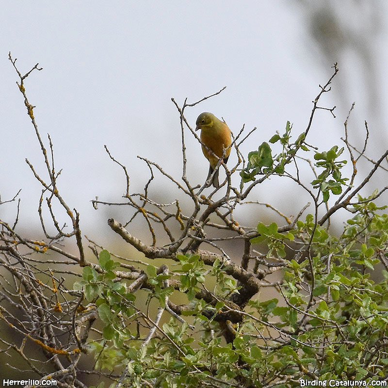 Birding Catalunya tweet media