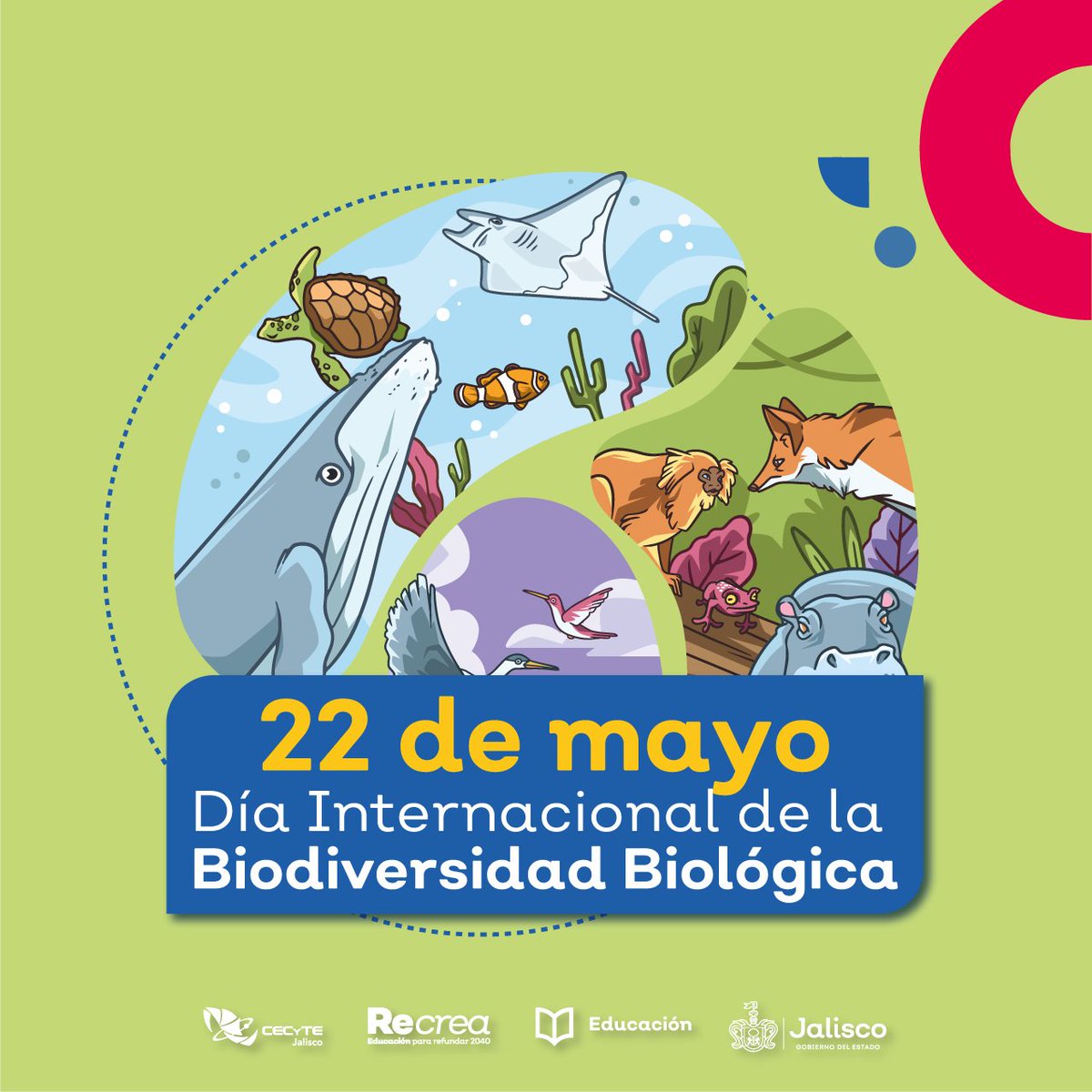 cecytejal_'s tweet photo. La diversidad biológica es un tesoro invaluable💚. El Día Internacional de la Diversidad Biológica tiene el propósito de crear conciencia y motivar a las personas a preservar nuestros ecosistemas 🍃.

#SomosGrandes💖
#SomosCECyTEJ💚🧡 https://t.co/Ap9feC9JH8