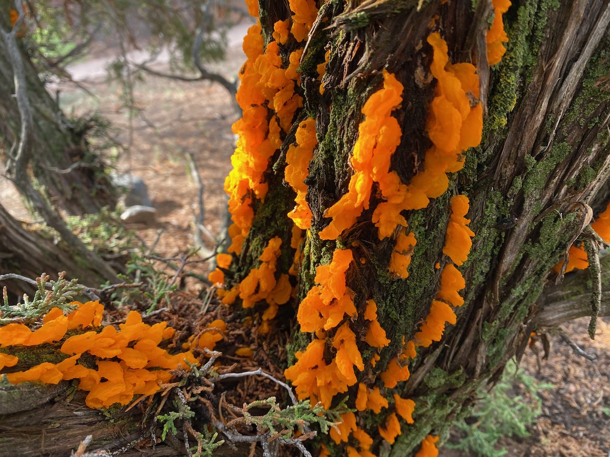 susanjtweit's tweet image. juniper oozes
orange jelly spot fungus
brilliant in death

A week of showers has sprouted wildflowers and other astonishments, including this blaze orange fungus growing in blob-like lines from the dead branches of a juniper tree. #haiku #springrain #fungi #terraphilia
