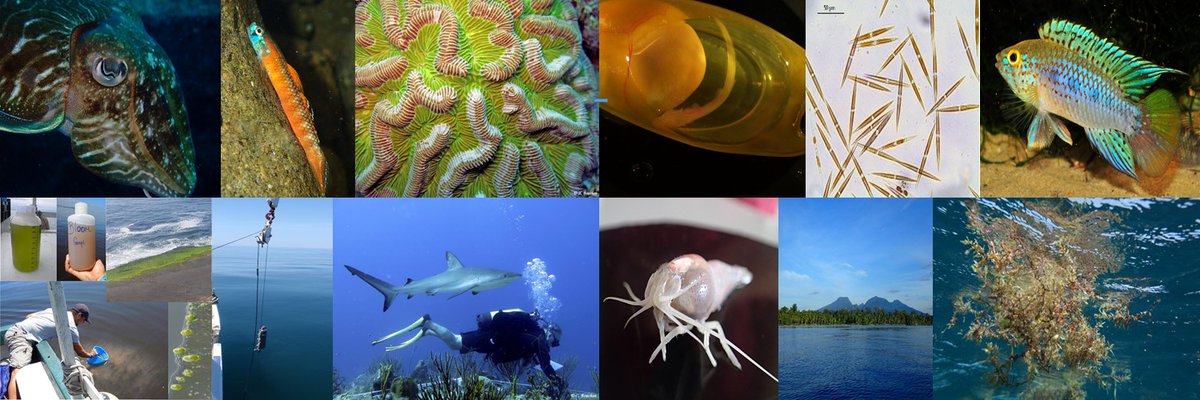 Des récifs coralliens aux fonds sous-marins, du lac Titicaca aux mangroves tropicales, rivières indonésiennes ou littoraux français, la conservation de la biodiversité et des écosystèmes aquatiques est au cœur des recherches de @UMR_BOREA
#JournéeBiodiversité #BiodiversityDay2023