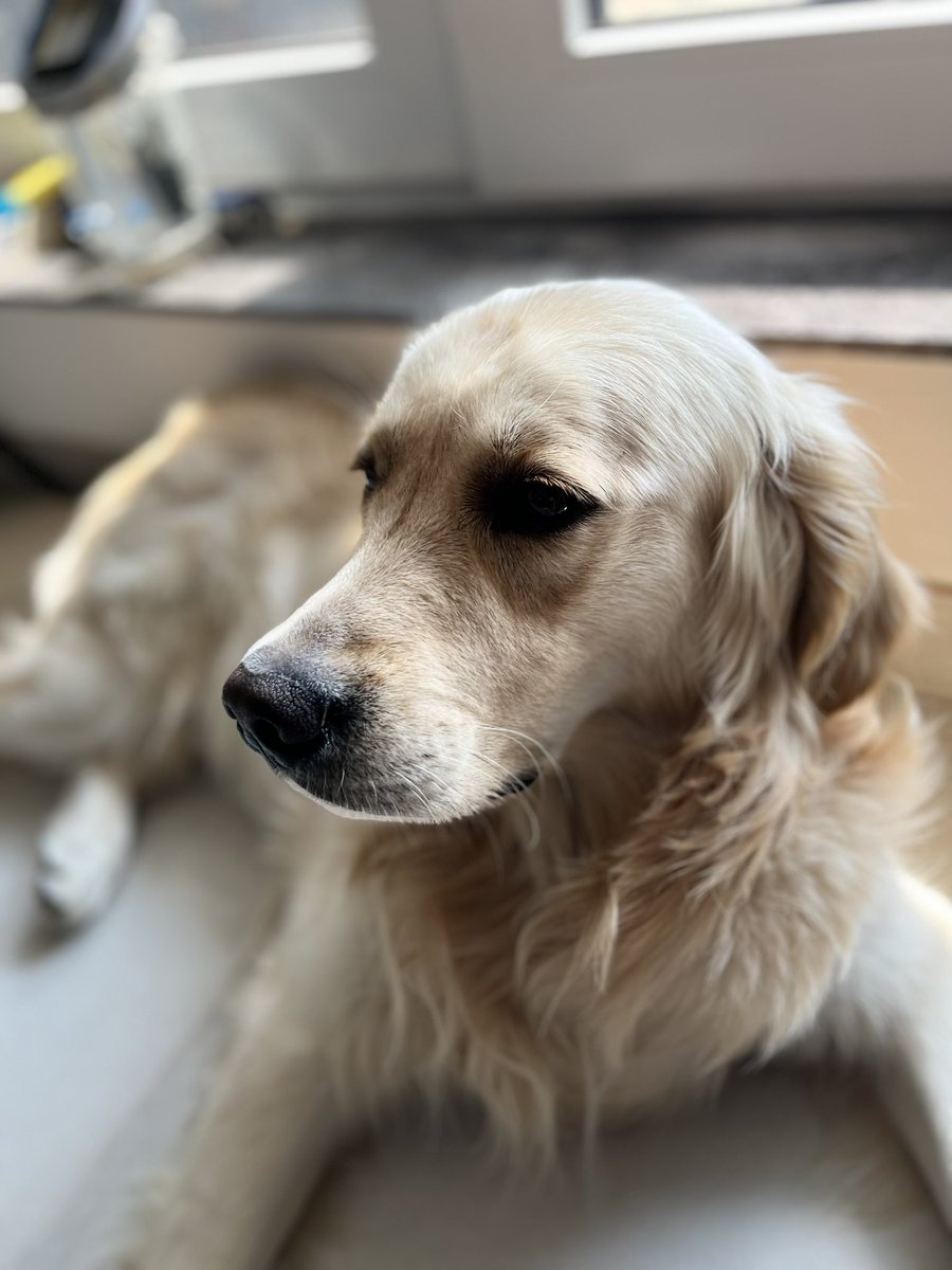 NachoTheGoldie's tweet photo. I’m sitting here by the Appa guy to ensure he works. But, it looks like I’ve been the distraction all along. Sigh! 🐶🤦🏽‍♂️ #dogsoftwitter #MondayMood #GoldenRetrievers https://t.co/HeEo8N2hNT