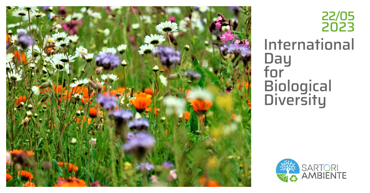 Oggi per ricordare la Giornata Internazionale sulla Biodiversità lo facciamo sottolineando una buona notizia che offre una concretezza per un presente e futuro più verde: Accordo Quadro di Kunming – Montréal per la protezione degli Oceani cbd.int/article/cop15-…
#SartoriAmbiente