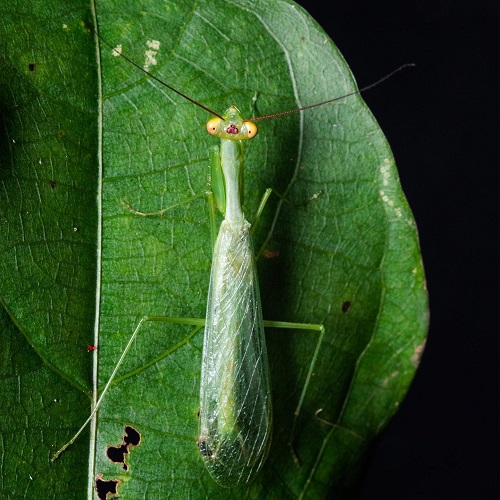 #DiaMundialDaBiodiversidade: nova espécie de #louva-a-deus é descoberta na #Amazônia. Descrita pelo <a href="/projetomantis/">Projeto Mantis</a>, ela foi encontrada na RPPN Cristalino, ao norte do MT. Seu nome homenageia reserva que a protege, assim como a biodiversidade da Amazônia:   bit.ly/3Mj1EtC