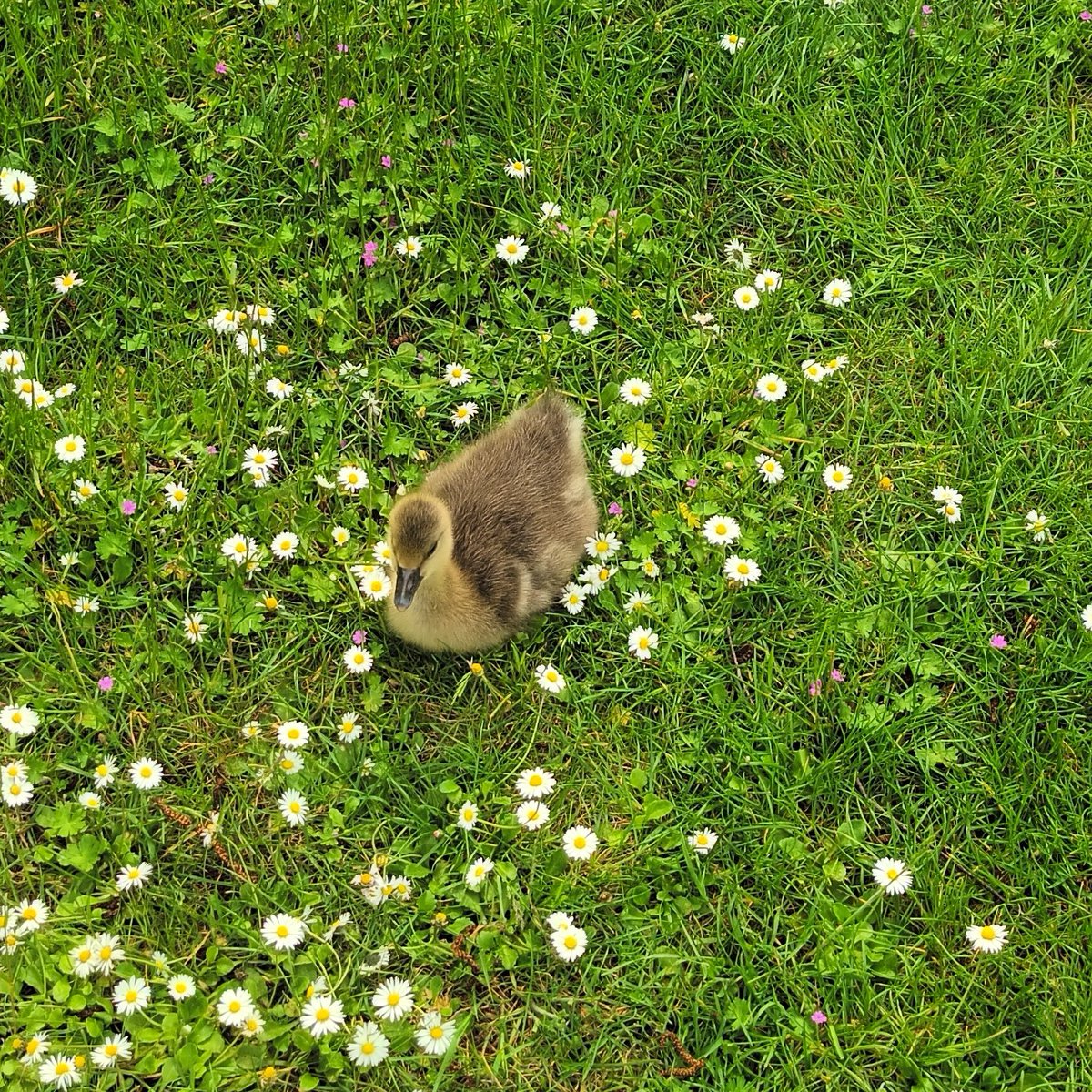 Meet GOSPI: Recently born in St James's Park, London. Mummy and Daddy Goose are always close by, watching over her.

#wildlifephotography #Saintjamesspark #birds #royalparks #London #londontourism #Londres #geese