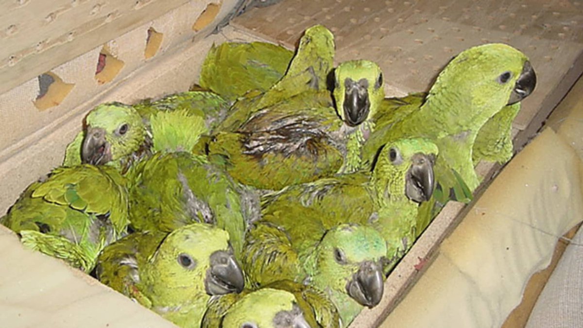 Synchrony tweet media