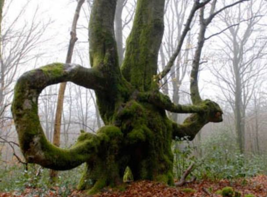 Queules : hêtres devenus haies redevenues des arbres aux formes fascinantes à Bibracte, en Gaule éduenne bit.ly/---queules
Trognes : "les multiples formes sculptées par les tailles successives donnent des silhouettes tortueuses et boursouflées." #queules #trognes