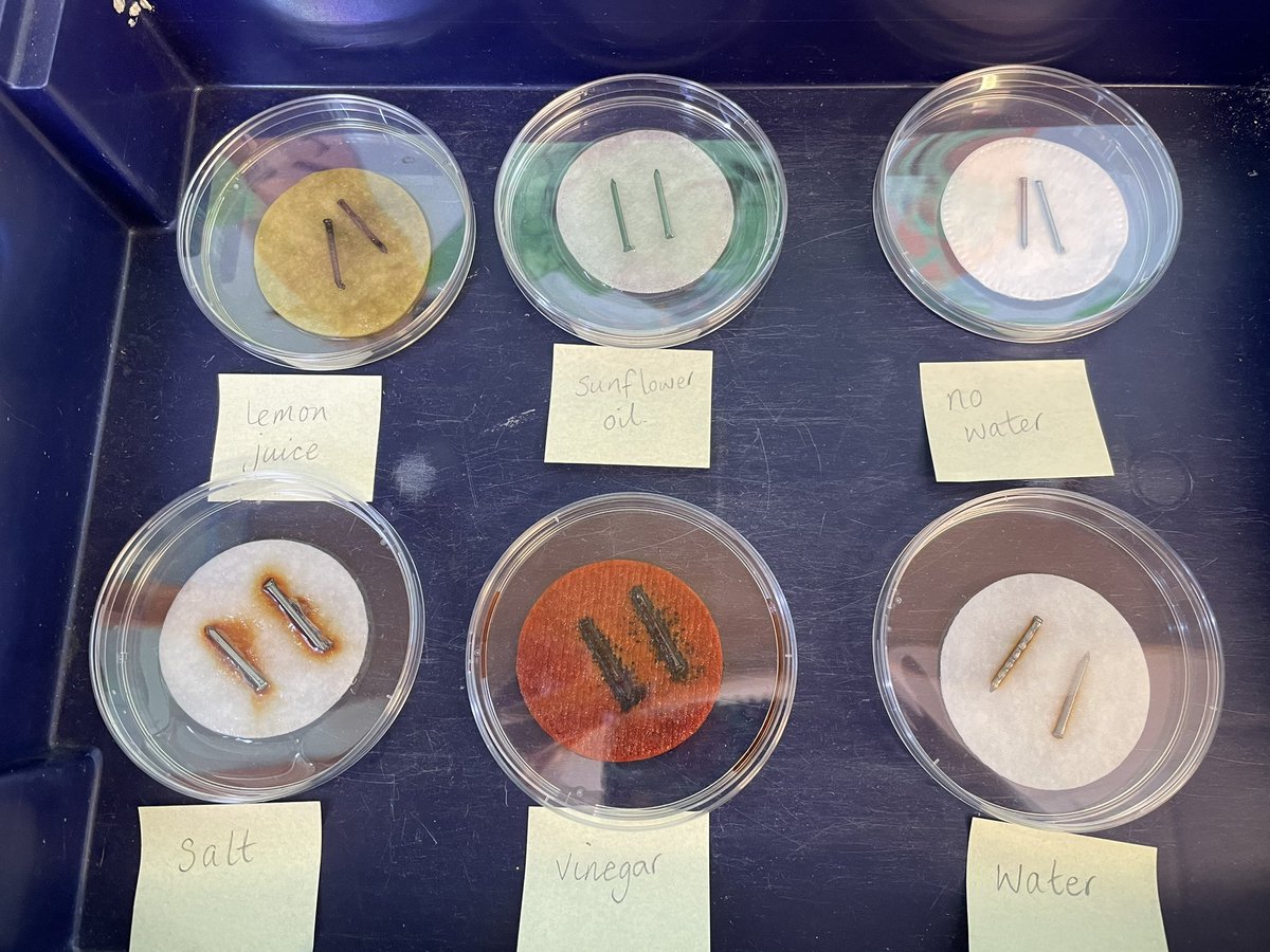 newport_primary's tweet photo. Week 2 of our rusting experiment. Is that what’s supposed to happen? 🤔 💭 😳 @SSERCprimary @EdinaTrust #STEMprimary #chemicalchanges #alwayslearning https://t.co/JGjM38wTrI