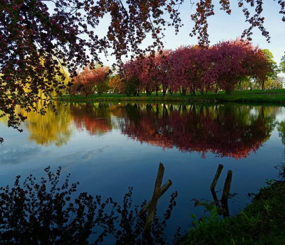 mosborg's tweet photo. Crabapple reflection at dawn.
#spring #crabapple #reflection #lakewood #dawn https://t.co/acunyJweB5