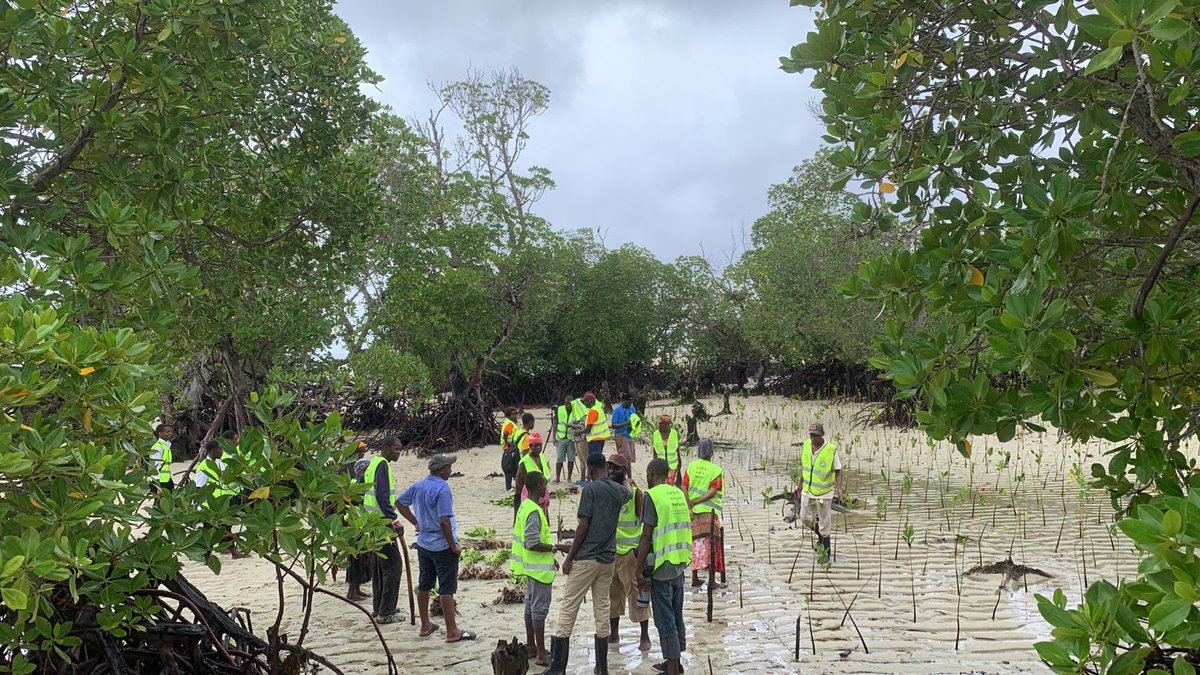 Planting of 200+ Mangrove Trees on #BiodiversityDay 

#BiodiversityFestival 
@GYBN_Kenya
@MoveTheWorldAF

#biodiversity #BiodiversityDay