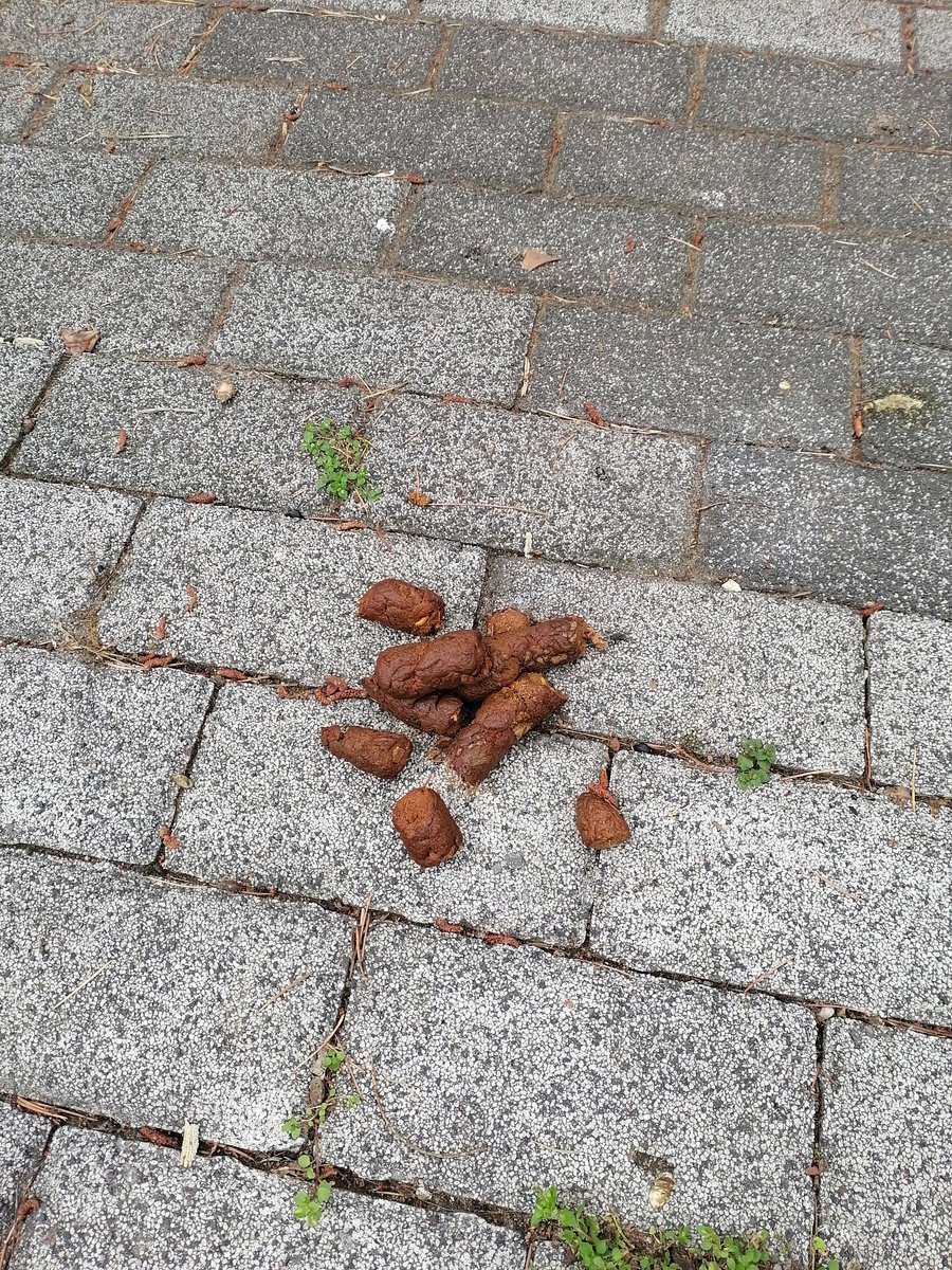 Sarachesarasara's tweet image. Büyükada kaldırımları; sahipli köpeklerin sahipleride toplamıyor, başıboş köpekleri bahane ederek. #köpekleritoplayın #başıboşköpekler #temizkaldırımlar