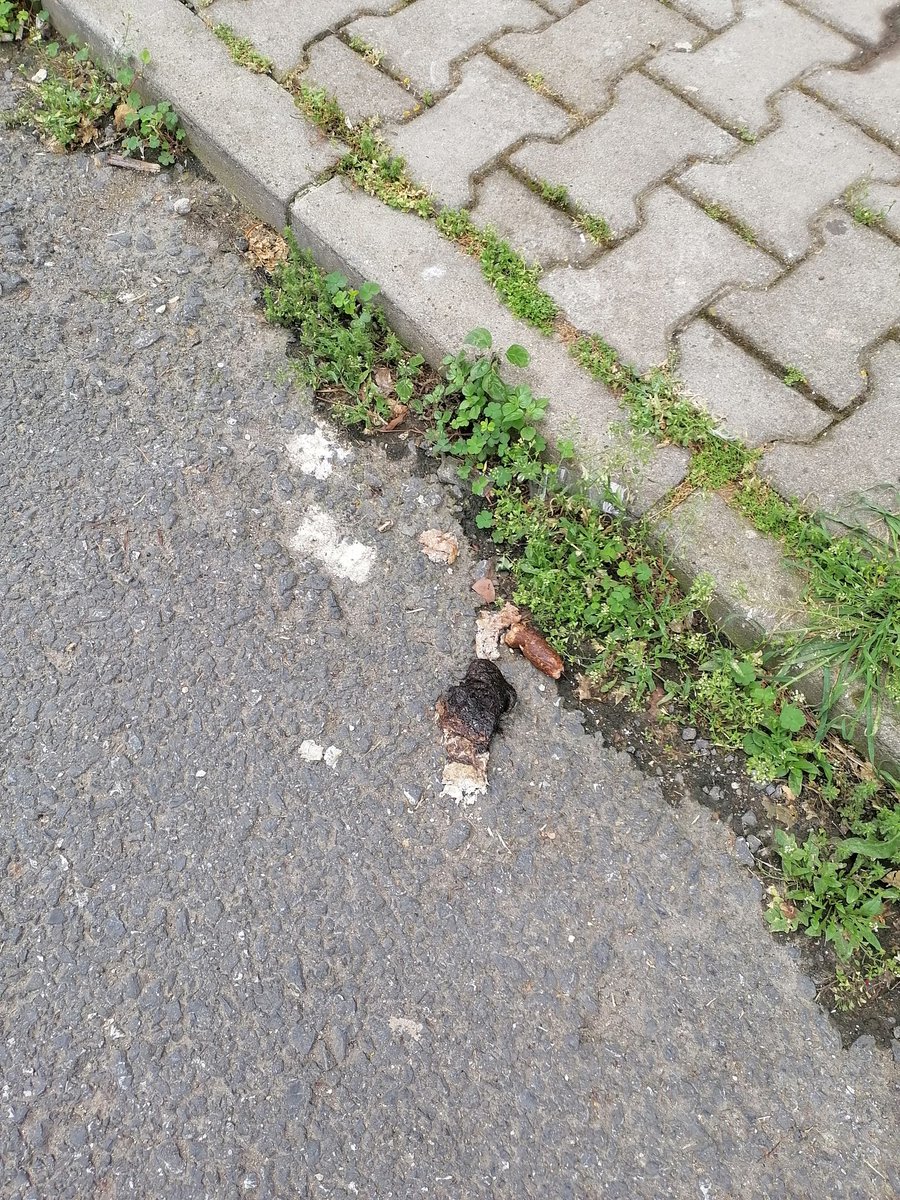 Sarachesarasara's tweet image. Büyükada kaldırımları; sahipli köpeklerin sahipleride toplamıyor, başıboş köpekleri bahane ederek. #köpekleritoplayın #başıboşköpekler #temizkaldırımlar