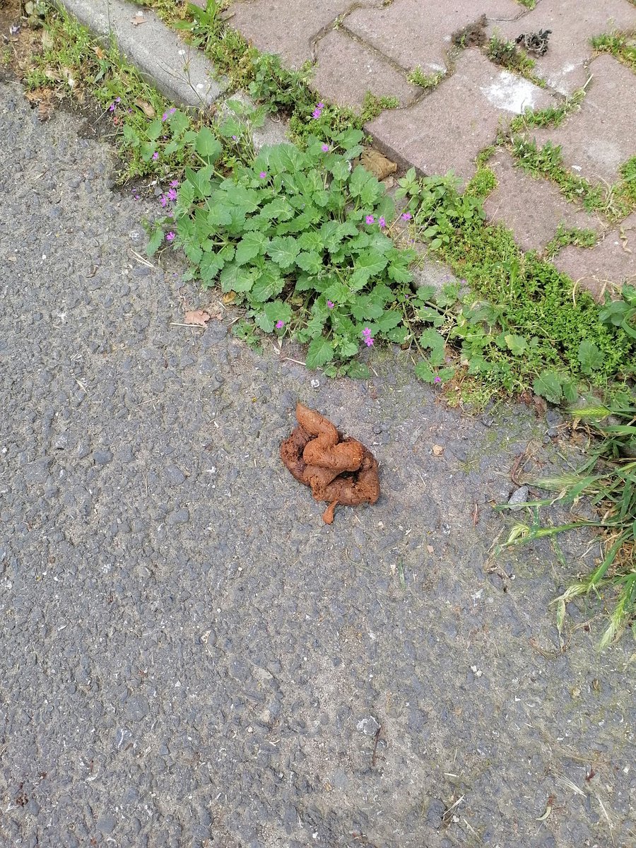 Sarachesarasara's tweet image. Büyükada kaldırımları; sahipli köpeklerin sahipleride toplamıyor, başıboş köpekleri bahane ederek. #köpekleritoplayın #başıboşköpekler #temizkaldırımlar