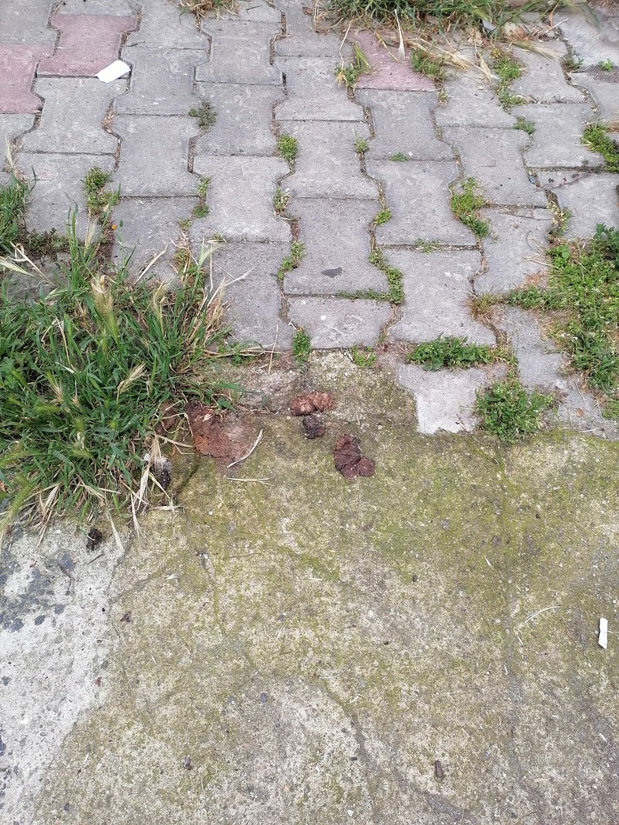 Sarachesarasara's tweet image. Büyükada kaldırımları; sahipli köpeklerin sahipleride toplamıyor, başıboş köpekleri bahane ederek. #köpekleritoplayın #başıboşköpekler #temizkaldırımlar