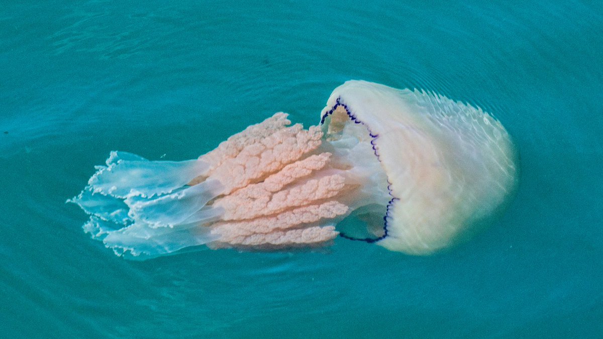 The barrel jellyfish is the UK's largest jellyfish and can weigh up to a whopping 35kg! Other jellyfish species commonly encountered along our shores include moon jellyfish, compass jellyfish and blue jellyfish. How many have you seen? #BiodiversityDay2023 #BritainsLivingSeas