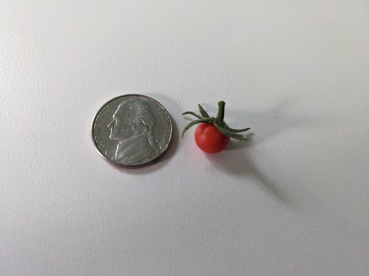 doe_disaster's tweet photo. Cutest baby tomato ever!! 🍅🍅 https://t.co/AtJJmZ6qEm