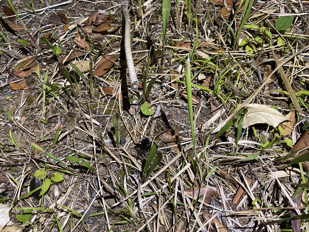 クロツヤコオロギ、タイワンエンマコオロギ、サツマゴキブリ