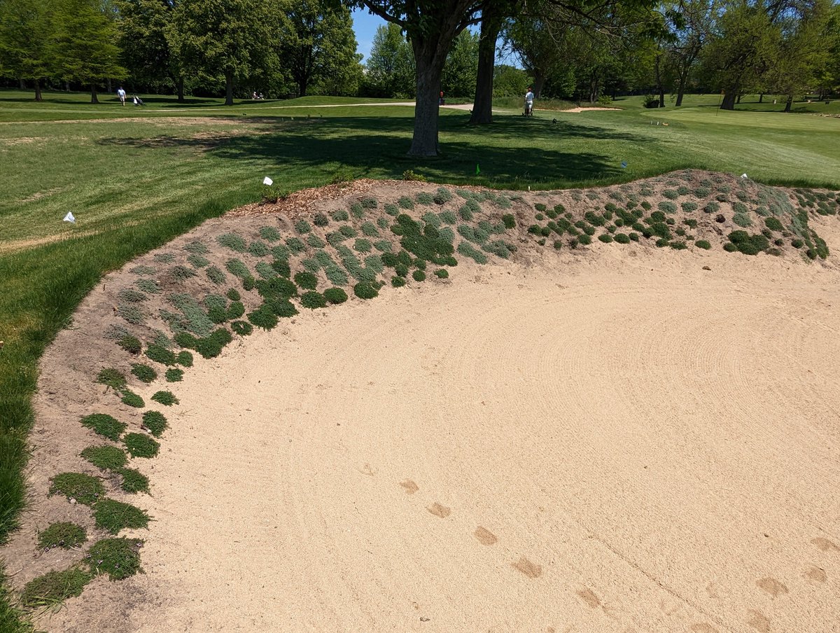 ChiGolfScout's tweet image. Props to the Price is Right fan that made this Plinko bunker at hole 4 on Belmont in Downers Grove.
#chicagogolf #bunker #belmontgolf