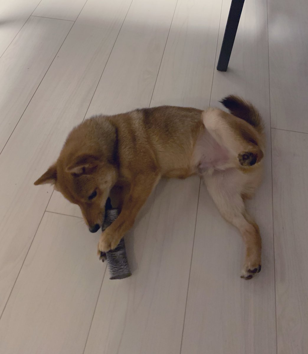 mameta_diary's tweet photo. 脚😂
#犬 #dog #柴犬 #shibainu #柴 #shiba #日本犬 #和犬 #Japanesedog #犬のいる生活 #柴犬のいる生活 #豆太 #mameta https://t.co/25E1yok4hR
