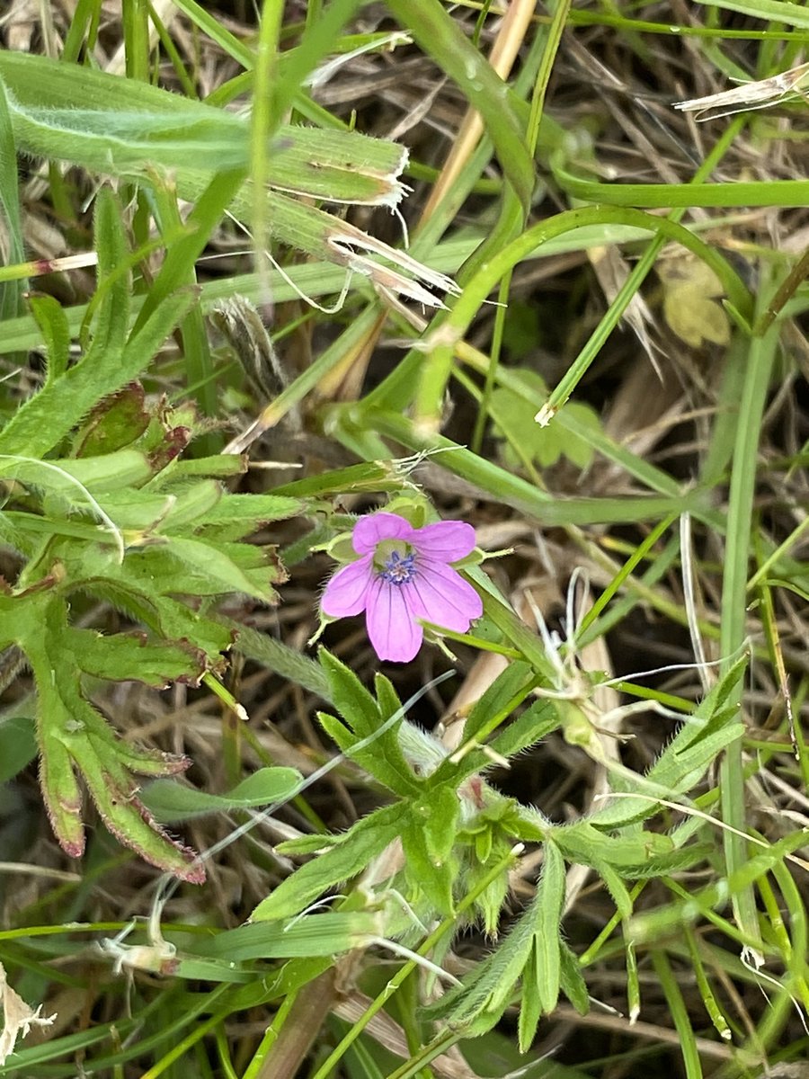 Join @GreenCampus_MU for  #BiodiversityWeek2023 events on Wed 24 May, starting from JPII Library: Bird Walk at 11 & Bioblitz plant & bug hunt from 12,  Bioblitz ID in library foyer until 4pm. Here are some of the tiny plants in flower on campus this week