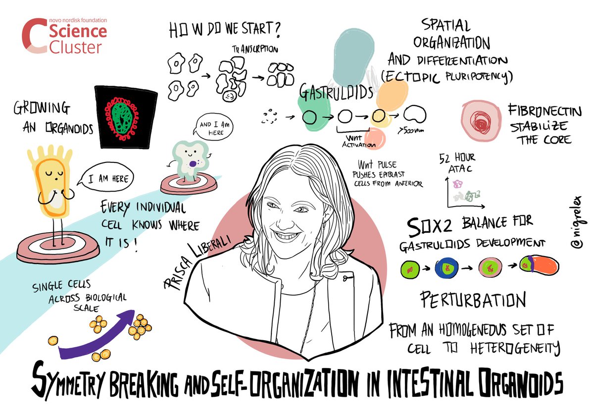 🗣Starting the session about Monitoring the evolution of programs controlling #StemCellIdentity at #StemCellNiche2023 with @priscaliberali from @FMIscience 

🧫 The talk is about Symmetry breaking and self-organization in intestinal #organoids 

#science #tissueregeneration…