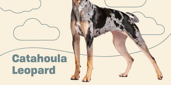 Dog breed of the day: Catahoula Leopard Dog, originally bred as hunting dog, I think this is no family dog and no 'couch potatoe', needs an alternative 'job' to do, like mantrailing or agility. dailypaws.com/dogs-puppies/d… @dailypaws