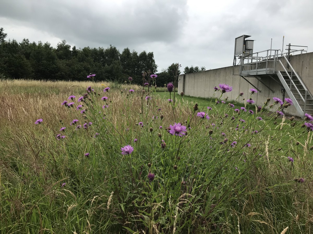 wsrivierenland's tweet photo. Vandaag 22 mei, Internationale Dag van de Biodiversiteit! 60 Medewerkers Beheer en Onderhoud volgen deze maand de cursus 'biodiversiteit in de praktijk'. Zo kunnen ze hun dagelijks werk nog beter doen met oog voor biodiversiteit. #biodiversiteit #fotovandeweek #wsrl #maaien 🐝 https://t.co/d7Vme4XC5g