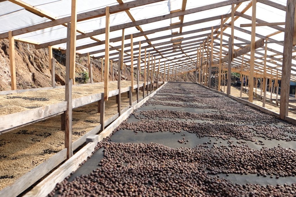 ally_open's tweet photo. Scenes from Katia Duke's Finca San Isidro in Copán, Honduras.

You can find San Isidro Anaerobic Red Honey available now in our Reserve Lot collection and as green or roasted samples on our site! Visit the link to learn more.
https://t.co/dpvmMqxbix https://t.co/TFSd3wSkvv